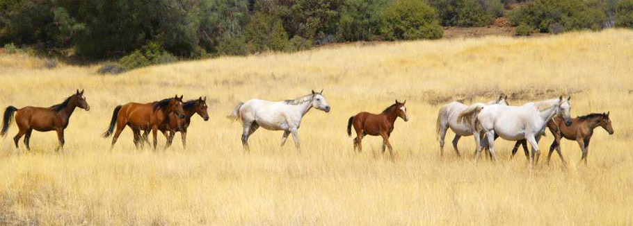 horses for sale